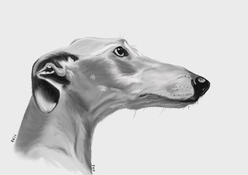 Dessin sur Procreate, profil droit de lévrier blanc